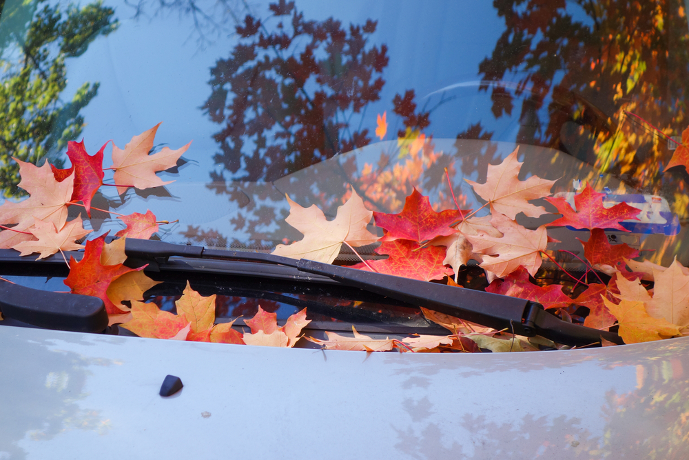 Protecting Your BMW from Autumn Leaves - Motorwerkes - BMW Services Calgary